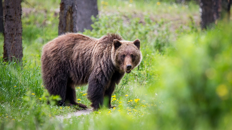 A Grizzly Bear roams in a wooded area near Jasper Townsite in Jasper National Park, Alberta, Canada